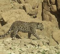 Image result for Arabic Leopard