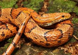 Image result for Corn Snake Arkansas