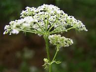 Image result for Conium Maculatum Where to Find