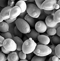 Image result for Dry Saccharomyces Cerevisiae