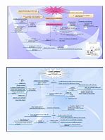 Image result for Mind Map Silent Spring