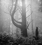 Image result for Wall Murals of Misty Woods