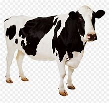 Image result for Cow JPEG