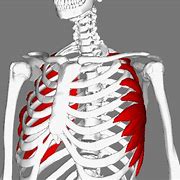 Image result for Serratus Anterior On Human No Skin