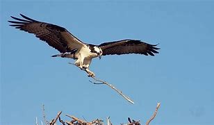 Image result for Osprey Sea Hawk