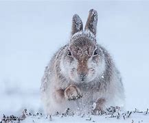 Image result for English Hare