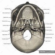 Image result for Skull Inferior View