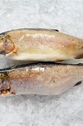 Image result for Charan Malayam Fish