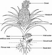 Image result for Mahangu Plant Structure