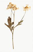 Image result for Dried Flower Art