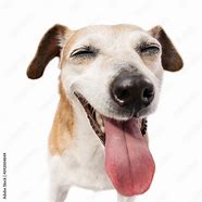 Image result for Smiling Cat and Dog Pictures