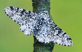 Image result for Peppered Moth Eggs