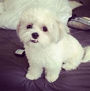 Image result for Maltese and Shih Tzu Mix