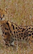 Image result for The Savannah Cat