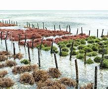 Image result for Seaweed Farming