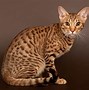 Image result for Dappled Red Cat