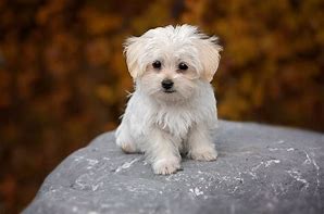 Image result for White Maltese Dog