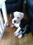 Image result for Scott American Bulldog Puppies