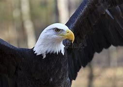 Image result for Bald Eagle Flying Head above Wings