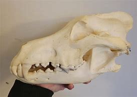 Image result for Grey Wolf Skull