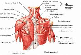 Image result for Musculos Do Ombro