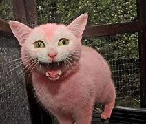 Image result for Cat Dyed Pink