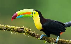 Image result for Toucan Life Cycle