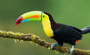 Image result for Chim Toucan