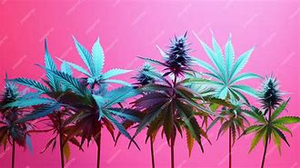 Image result for Pink Marijuana Leaf Design