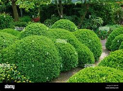 Image result for Boxwood Buxus Sempervirens