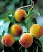 Image result for Peach Tree Identification