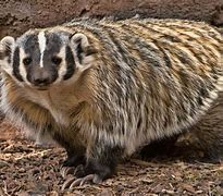 Image result for Us Badger