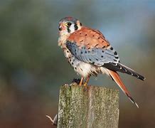 Image result for Identify American Kestrel