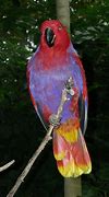 Image result for Eclectus Parrot