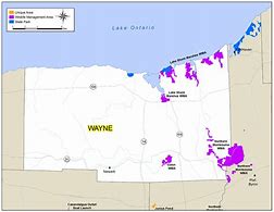 Image result for Wayne County NY Map