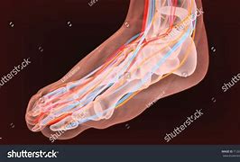 Image result for foot nerves anatomy