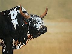 Image result for Nguni Velle