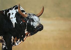 Image result for Nguni Bull Pictures