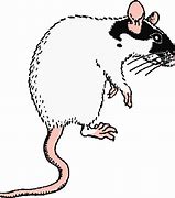 Image result for Baby Norway Rat