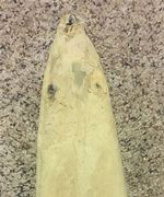 Image result for Muskrat Pelt