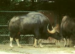 Image result for Gaur Animal