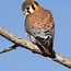 Image result for American Kestrel Eyeline