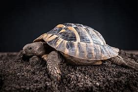 Image result for Hermann Tortoise Growth Chart