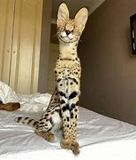 Image result for Serval Cat One Year Old