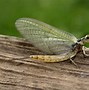 Image result for Pond Pests