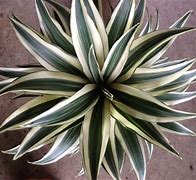 Image result for Variegated Dracaena Plant