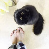 Image result for Black Scaredy Cat