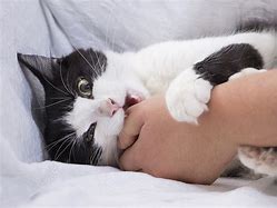 Image result for Cat Bite Cute