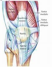 Image result for Right Knee Muscles