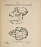 Image result for Monkey Anatomy Diagram